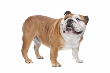 İngilizce Bulldog