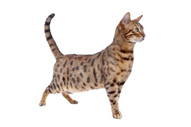 Bengal kedisi