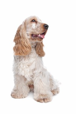 İngiliz cocker spaniel