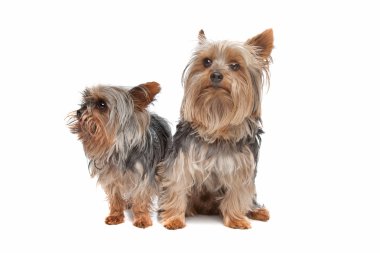 iki yorkshire terrier köpekleri