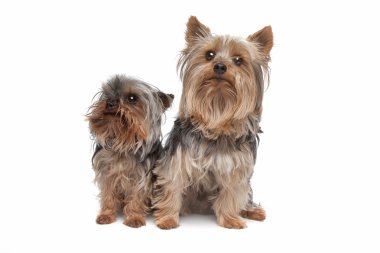 iki yorkshire terrier köpekleri