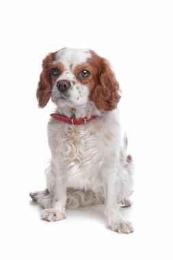 Cavalier King Charles