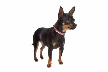 Minyatür pinscher.