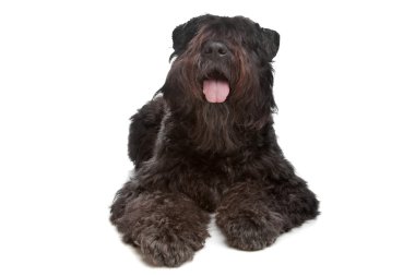 Bouvier des Flandres