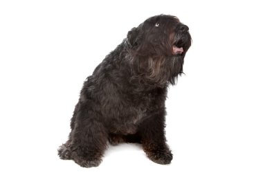 Bouvier des Flandres