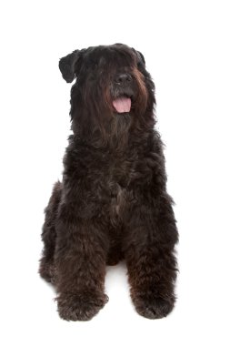 Bouvier des Flandres