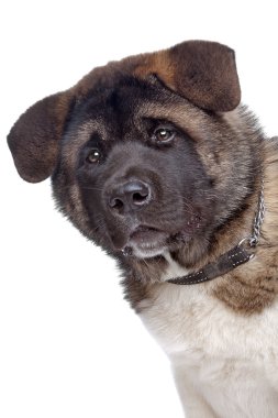 American Akita puppy clipart