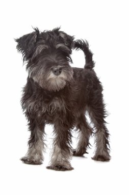 minyatür schnauzer