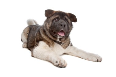 Amerikan akita köpek yavrusu