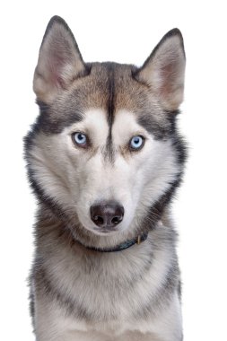 Siberian Husky clipart