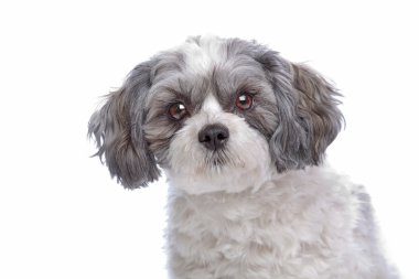 karışık cins köpek
