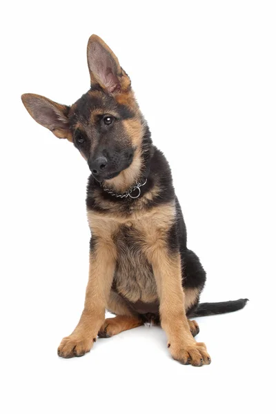 Cãozinho pastor alemão — Fotografia de Stock