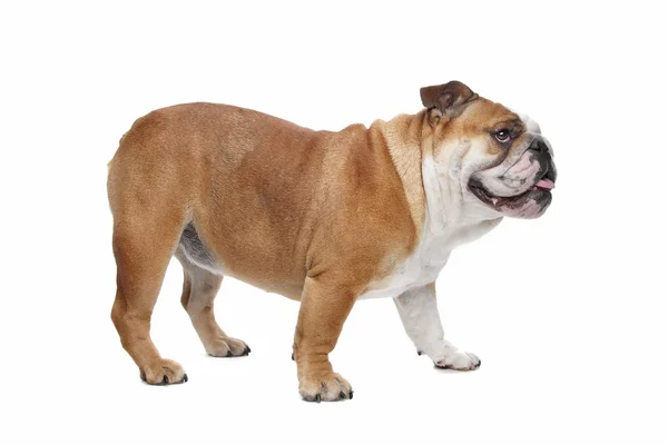 Engelse Bulldog — Stockfoto