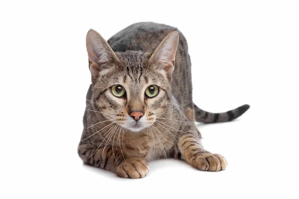 Savannah cat — Stock Photo, Image
