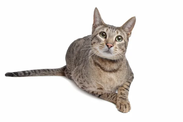 Savannah cat — Stock Photo, Image