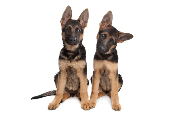 Two German shepherd puppies — Stock Photo, Image