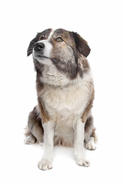 Aidi ou atlas cão de montanha — Fotografia de Stock