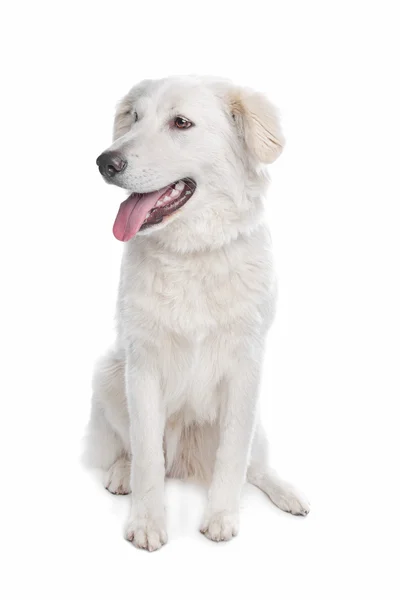 Аїді або атлас гірський собака — стокове фото