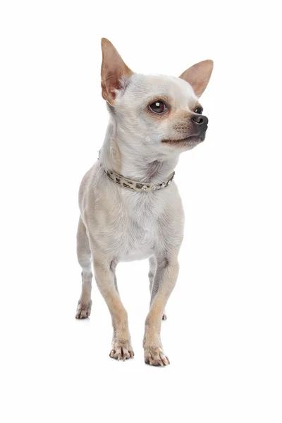 Chihuahua aux cheveux courts — Photo