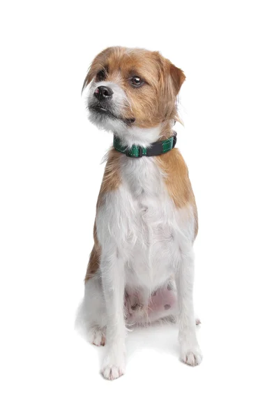 Gemengd ras jack russel terrier — Stockfoto