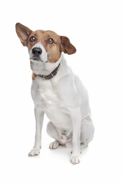Raça mista jack russel terrier — Fotografia de Stock