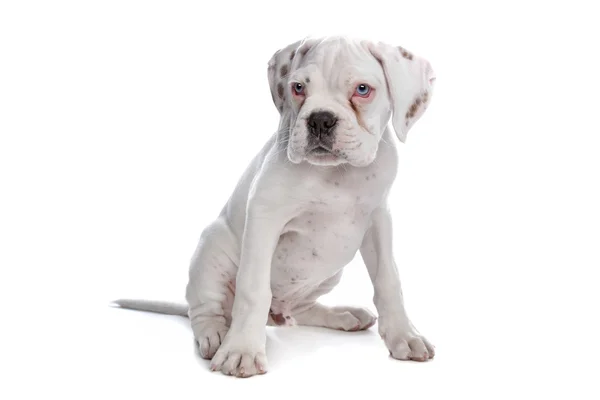 Bílý boxer štěně — Stock fotografie