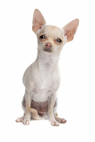 Chihuahua dai capelli corti — Foto Stock
