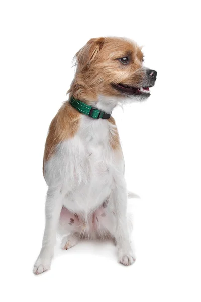 Jack di razza mista russel terrier — Foto Stock