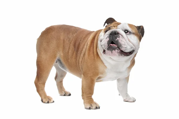 Engelse Bulldog — Stockfoto