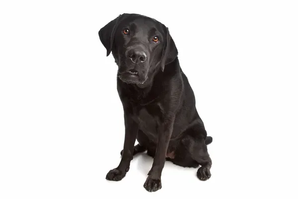 Siyah labrador — Stok fotoğraf