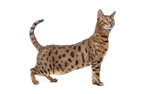 Bengal cat — Stock Photo, Image