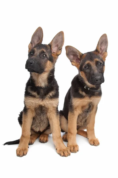 Два щенка-овчарки Германии — стоковое фото