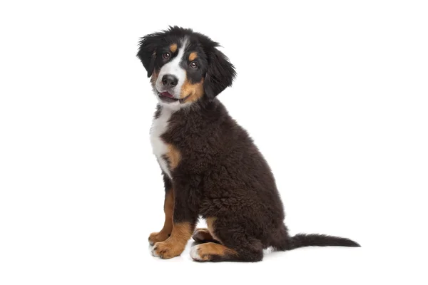 Бернський гірська собака — стокове фото