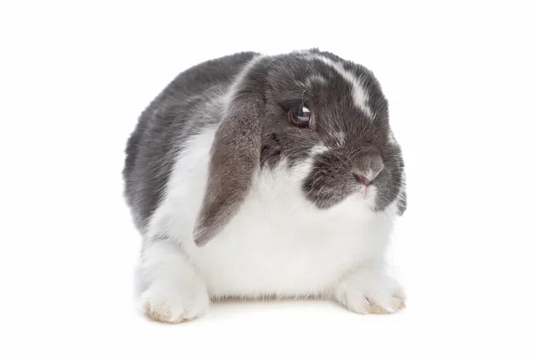 Conejo de angora — Foto de Stock