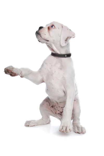 Cachorro Boxeador Blanco —  Fotos de Stock