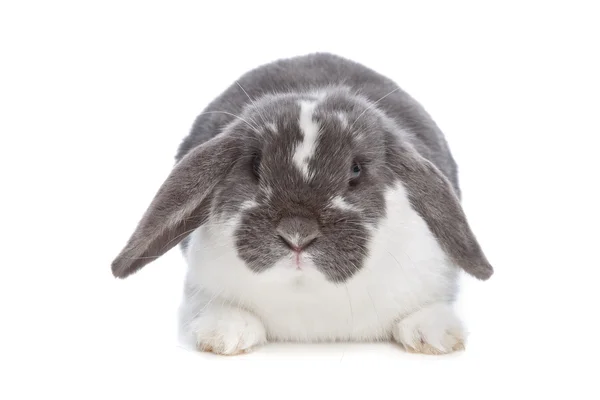 アンゴラ ウサギ — ストック写真