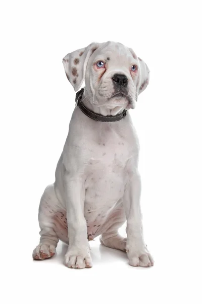 Beyaz boxer köpek yavrusu — Stok fotoğraf