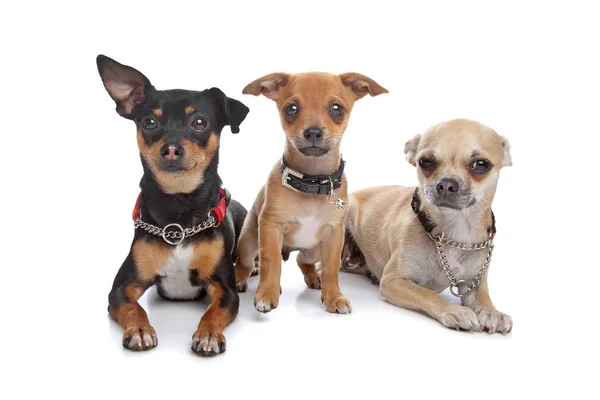 Üç chihuahua köpek — Stok fotoğraf