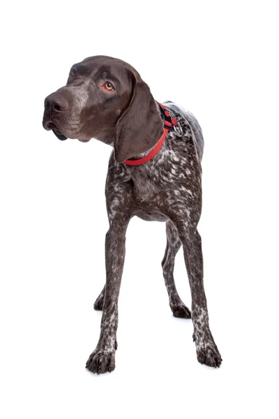 German Shorthaired Pointer — Stock Photo, Image
