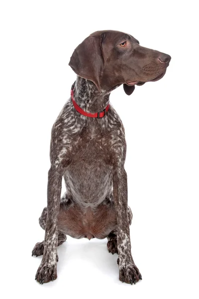 stock image German Shorthaired Pointer