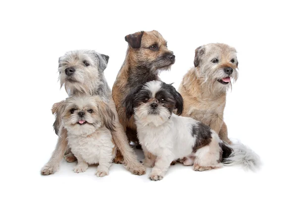 Três cães Terrier Fronteira e dois cães Shih Tzu — Fotografia de Stock