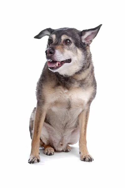 Old mixed breed dog — Stock Photo, Image