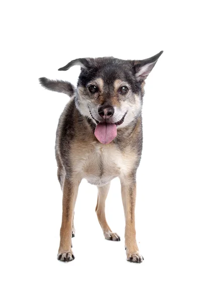 Old mixed breed dog — Stock Photo, Image