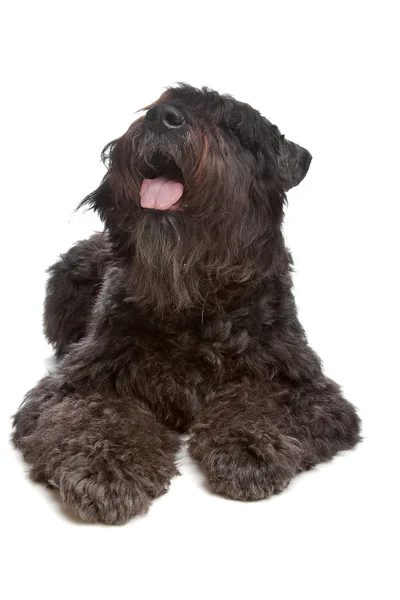 stock image Bouvier des Flandres