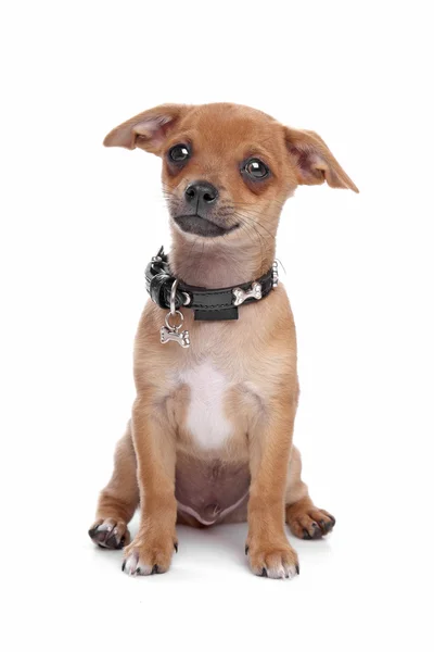 Short-haired Chihuahua puppy — Stock Photo, Image