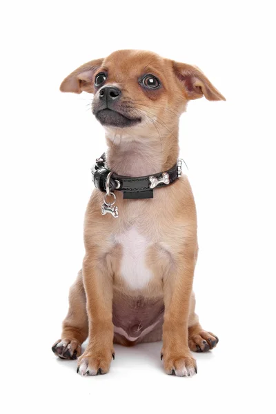 Cachorro Chihuahua de pelo corto —  Fotos de Stock
