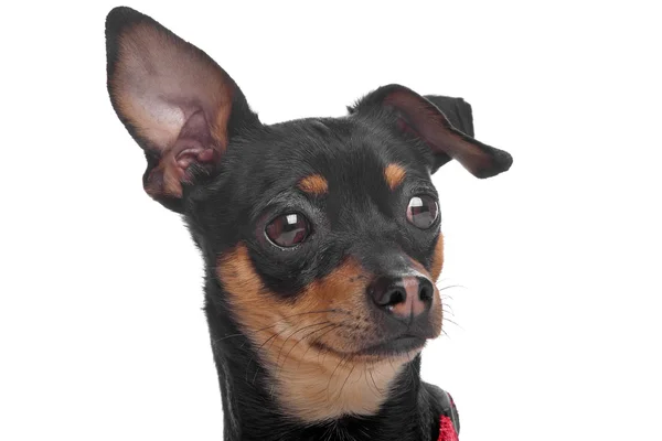 Chihuahua tricolor de pelo corto —  Fotos de Stock