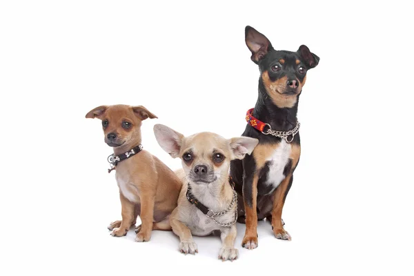 Tres perros chihuahua — Foto de Stock