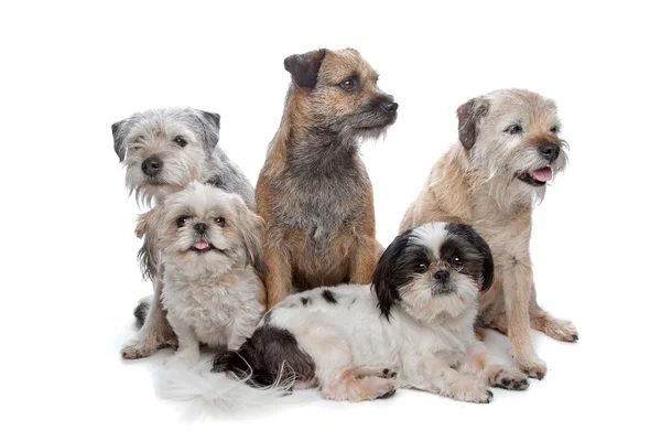 Three Border Terrier dogs and two Shih Tzu dogs — Stock Photo, Image