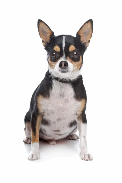 Short-haired tricolor Chihuahua — Stock Photo, Image